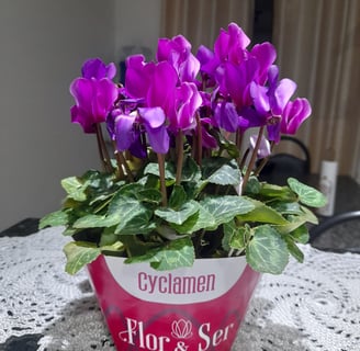 flor cyclamen planta