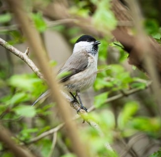 Sumpfmeise auf einem Weißdorn Foto: Philipp Geisler