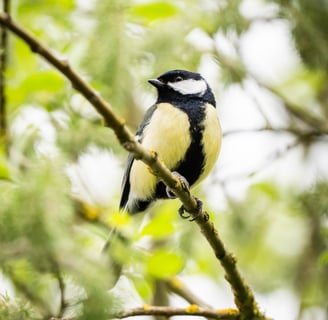 Eine Kohlmeise auf einem Ast im Garten in Lennestadt Foto: Philipp Geisler