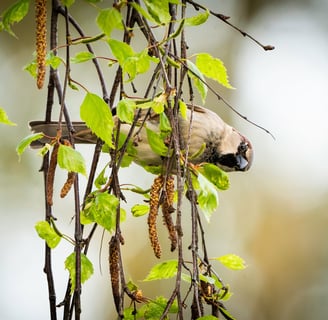 Ein kleiner Spatz/Haussperling mit Birkenzweigen