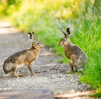 Zwei Hasen sitzen auf einem Weg in der Lüneburger Heide und schauen sich an Foto: Philipp Geisler