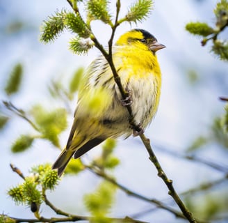 Ein Erlenzeisig auf einer Weide im Frühling Foto: Philipp Geisler