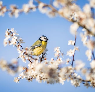 Eine Blaumeise auf einem Ast mit Blüten im Frühling Foto: Philipp Geisler