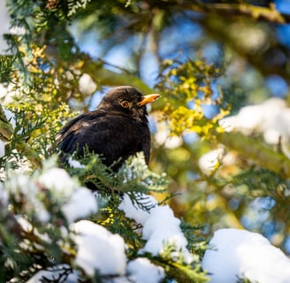 Amsel im Schnee Foto: Philipp Geisler