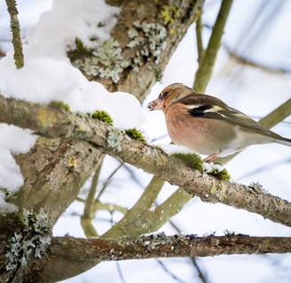 Ein Buchfink sitzt auf einem Schneebedeckten Baum im Winter Foto: Philipp Geisler