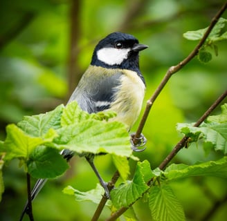 Kohlmeise auf einem Haselnussbusch Foto: Philipp Geisler