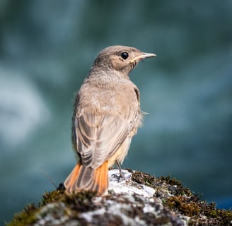 Der Vogel des Jahres 2025: ein Hausrotschwanz Weibchen auf einem Dachziegel Foto: Philipp Geisler