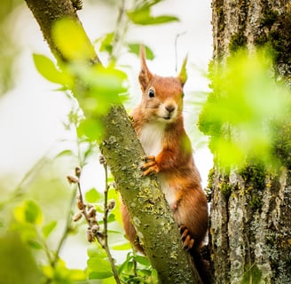 Ein Eichhörnchen sitzt  im Frühling auf einem Baum Fotografiert im Sauerland von Philipp Geisler