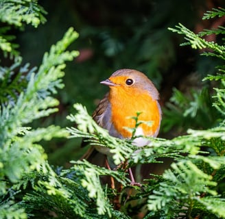 Rotkehlchen schaut aus einem Wacholder hinaus ein häufiger Gartenbesucher Foto: Philipp Geisler