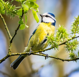 Blaumeise auf einer Weide in Grevenbrück