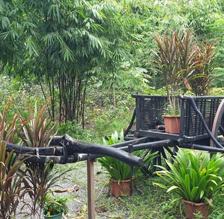 Oxen Cart