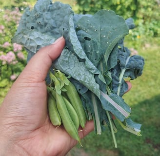 spring summer garden harvest