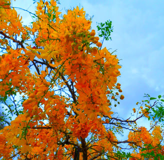 folhas amarelas, arvore no outono