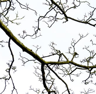inverno, arvore sem folhas, apenas com galhos