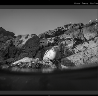 Lightroom editing interface. With. a seal picture.