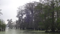 découverte des marécages de Louisiane