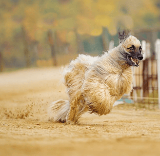 Ljusbrun Afghanhund springer på sandmark