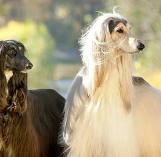 Afghanhundar mörk och vit päls