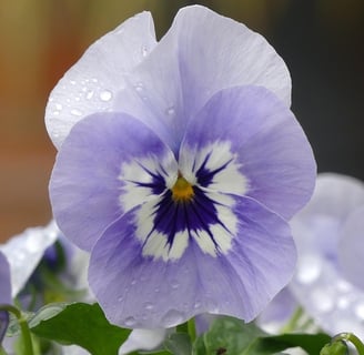 a close up of a purple flower with water droplets