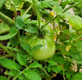 a green tomato plant with a green tomato plant