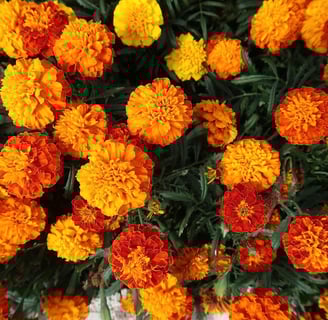 a bunch of flowers that are in a vase