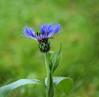 a single flower in a field with a fenced in area