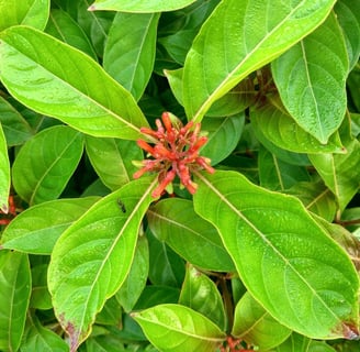 a plant with red flowers and green leaves