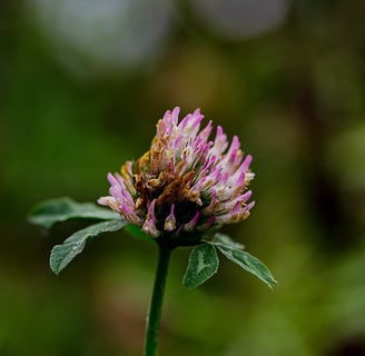 a flower that is sitting on a plant
