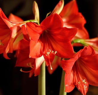a close up of a red flower in a vase