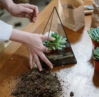 cultiver simplement les cactus et succulents