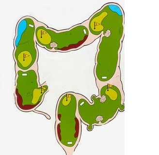 The Colon