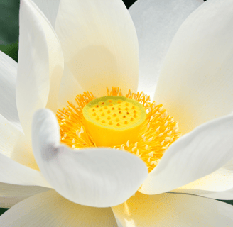 Lotus – Symbol für Reinheit und Balance in der Energiearbeit