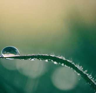 a drop of water balancing on a leafy plant