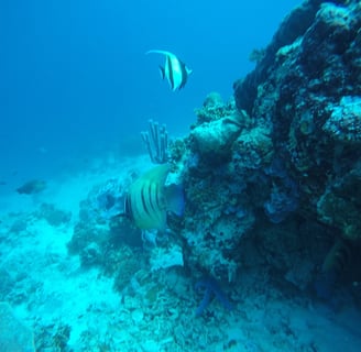 Coral reef with tropical fish at Lovina Reef, Sunrise Dive Bali