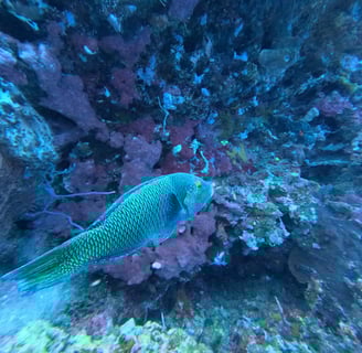 Scuba diver swimming beside the Liberty Wreck in Tulamben during Sunrise Dive Safari, North Bali