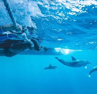 a woman in a bikini swims in the ocean at lovina reef