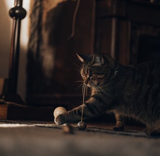 A blind cat interacting with a toy ball that makes a jingling sound