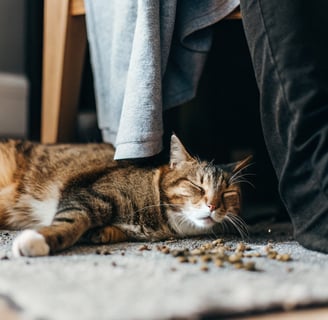 A fluffy cat relaxing peacefully on a catnip-sprinkled blanket.