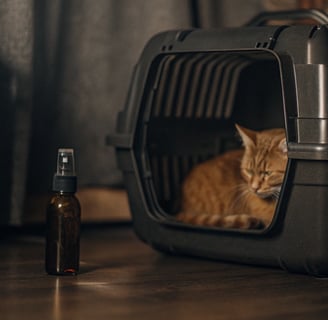 a cat in a carrier with a bottle of essential oils