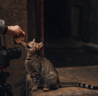 A pet camera releasing a treat for a curious cat