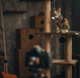 A pet camera view of a cat lounging in a sunny room.