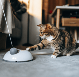 A cat batting at an automatic toy mouse on the floor.