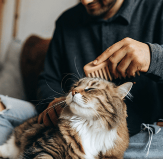 Cat enjoying a grooming session.