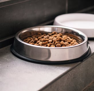 A cat bowl filled with high-quality, balanced dry and wet food.