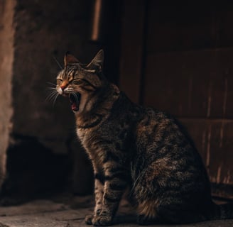 A cat breathing heavily, sitting with its mouth slightly open.