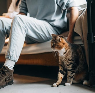 A cat cautiously approaching a calm and patient owner.