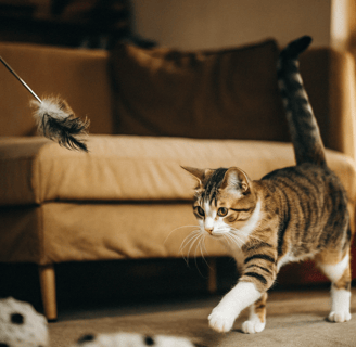A cat chasing a feather wand with enthusiasm.