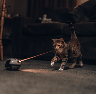 A playful orange cat chasing a laser beam on the floor.