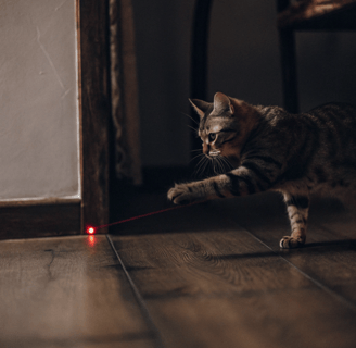 A focused cat pouncing on a laser pointer dot.