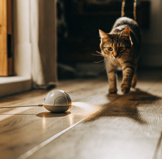 A playful cat following a motion-activated toy mouse.